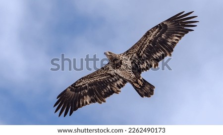 Immature Bald Eagle in flight