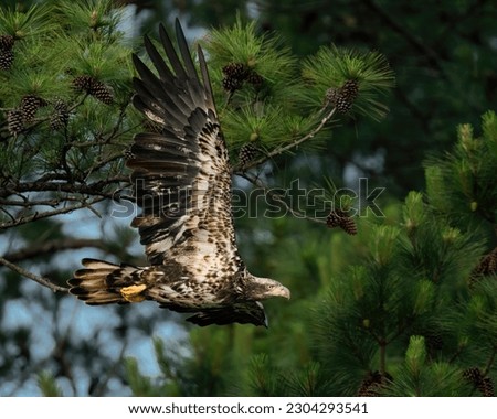 An Immature Bald Eagle Flying Along Pine Trees