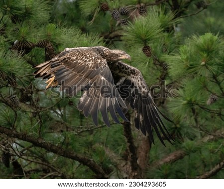 An Immature Bald Eagle Flying Along the Pine Trees