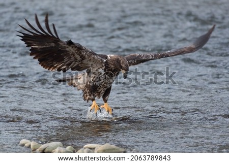 Immature bald eagle lands with talons extended and wings fully stretched on a chum salmon in the Nooksack River, Washington State