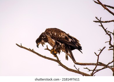 Immature Bald Eagle on dead branch