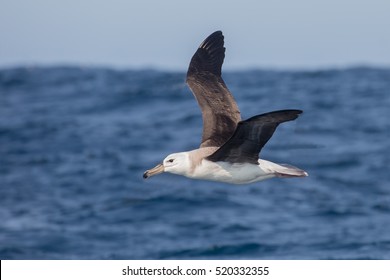 An immature Black-browed Albatross (Thalassarche melanophris) in flight over the sea, South Africa