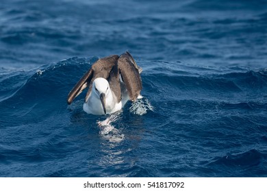 An Immature Black-browed Albatross (Thalassarche Melanophrys) Resting On A Blue Sea And Feeding On Bycatch From A Longline Fishing Boat, South Africa