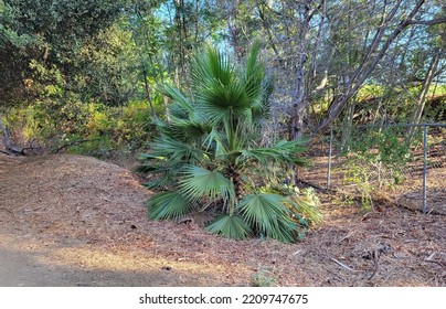 An Immature California Fan Palm In Griffith Park 