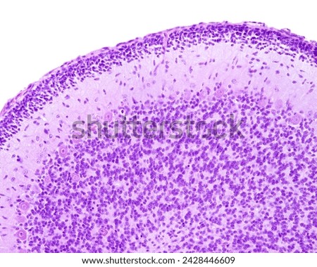 Immature cerebellar folium showing the external granular layer, a secondary germinal zone that produces granule cell progenitors that will later differentiate and then migrate into the granular layer. [[stock_photo]] © 