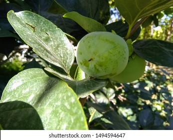 Immature, Common Persimmon. Bitter Orange. Fruit.