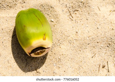 33 Coconut immature nuts Images, Stock Photos & Vectors | Shutterstock