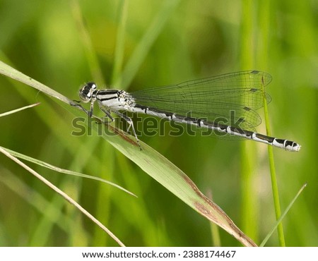 An immature female common blue damselfly (Enallagma cyathigerum) seen resting on a blade of grass in May
