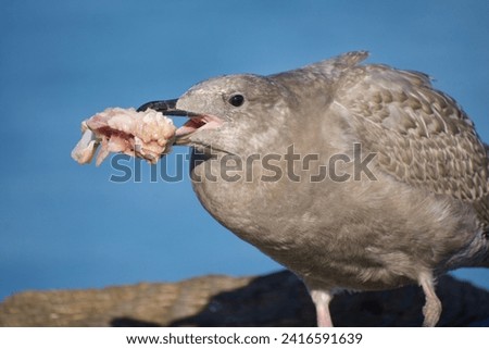Immature glaucous-winged seagull holds large piece of fish it has scavenged while standing on wharf, Sydney, British Columbia