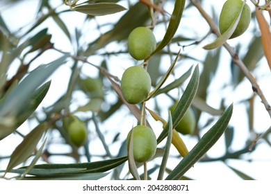 Immature green olives on the olive branch, late Summer, Toledo, Castilla La Mancha, Spain, - Shutterstock ID 2042808071