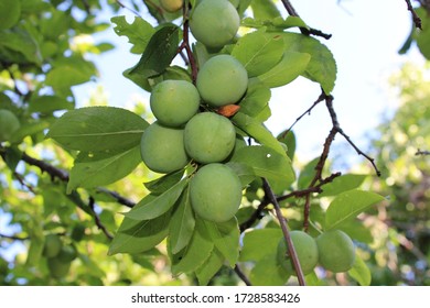 Immature Green Plum( Prunus Subg. Prunus) Fruit Close View