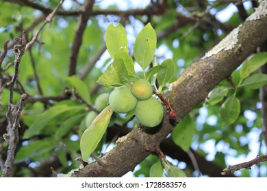 Immature Green Plum( Prunus Subg. Prunus) Fruit Close View