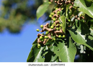 IMMATURE GREEN SEEDS ON THE RIPENING FRUIT OF A JAPANESE RAISIN TREE - Shutterstock ID 2159970993