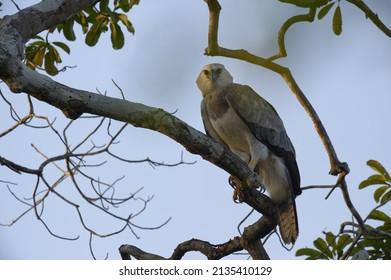 Immature Harpy Eagle (Harpia Harpyia) Aged 15 Months, Amazon, Brazil