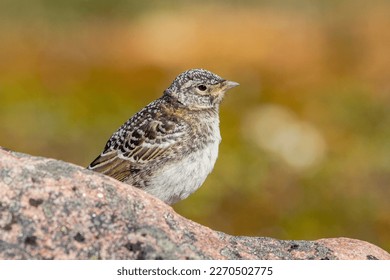Immature horned lark or shore lark standing on a rock in Canada's arctic, near Arviat, Nunavut, Canada - Shutterstock ID 2270502775