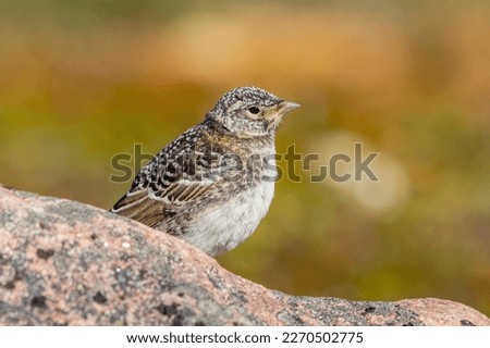 Immature horned lark or shore lark standing on a rock in Canada's arctic, near Arviat, Nunavut, Canada