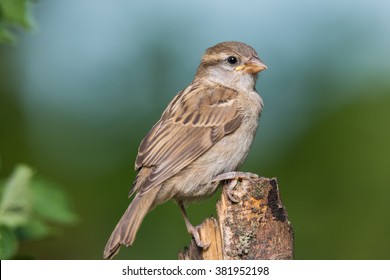 An Immature House Sparrow Perched On A Small Stump In Northern Lexington, Kentucky.