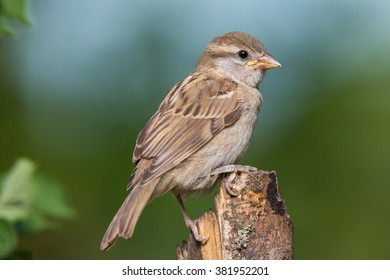 An Immature House Sparrow Perched On A Small Stump In Northern Lexington, Kentucky.