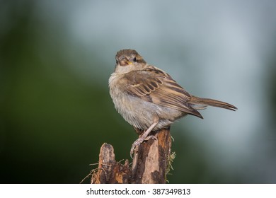 Immature House Sparrow Perched On Limb Stock Photo 387349813 | Shutterstock