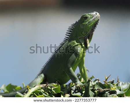 Immature juvenile Green Iguana.  This species is native to Mexico, Central and South America where it can be a food source for people  It is considered an out of control invasive species in Florida
