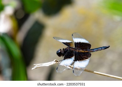 An Immature Male Widow Skimmer Dragonfly.