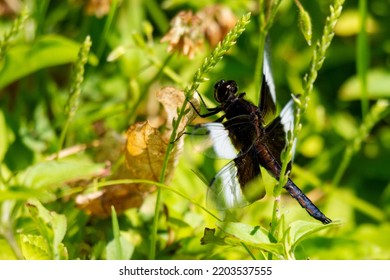 An Immature Male Widow Skimmer Dragonfly.