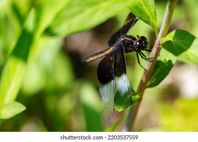 An Immature Male Widow Skimmer Dragonfly.