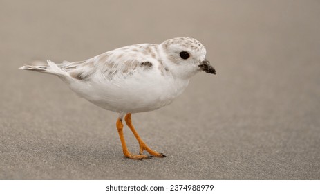 An immature piping plover walking along the beach.