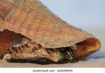 Immature Queen Conch Coming Out Of It's Shell On The Sand At The Beach In The Bahamas