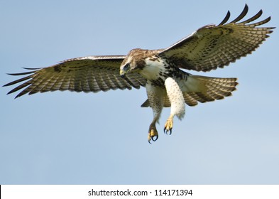 Immature Red Tailed Hawk Flying In a Blue Sky