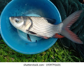 Immature Of Siamese Giant Carp 