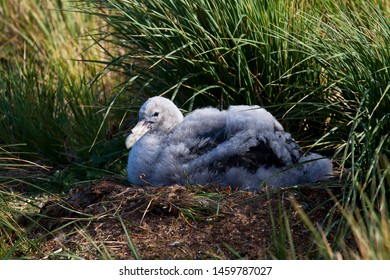 Immature Snowy (Wandering) albatross (Diomedea (exulans) exulans) resting in its nest in a breeding colony in South Georgia. Nest is hidden in high tussock grass.