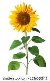 immature sunflower isolated on a white background