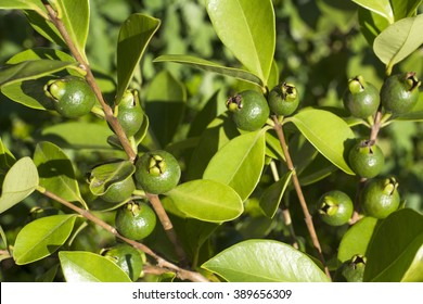 Immature Yellow Strawberry Guava Fruit In Summer