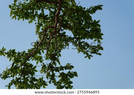 Immense Tree Brancing Out in Sunlight