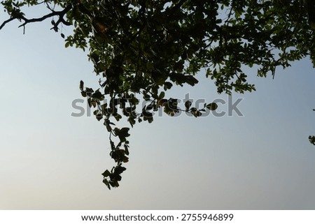 Immense Tree Brancing Out in Sunlight