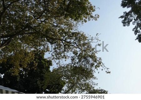 Immense Tree Brancing Out in Sunlight