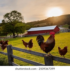 Immerse yourself in the charm of a vibrant rural scene featuring a proud rooster standing tall on a wooden fence post. Surrounding him is his flock of chickens. - Powered by Shutterstock