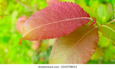 Immerse yourself in the kaleidoscope of pink, green, and burgundy leaves, a visual symphony that breathes life and vibrancy into the surroundings. - Shutterstock ID 2310748013