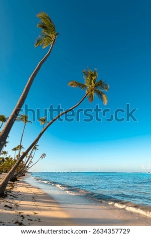 Immerse yourself in Punta Cana's Bavaro Beach. Pristine sands meet lush palm trees, creating a classic tropical paradise in the Dominican Republic.