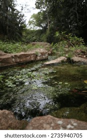 Verdant Vibes and Wild Wonders 

Immerse yourself in the breathtaking beauty of this secluded forest stream, a verdant oasis far from the city noise.