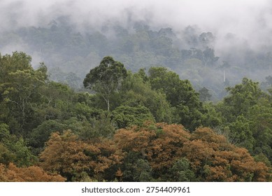 Immerse yourself in the tranquility of this lush tropical rainforest. As the morning mist gently blankets the rolling mountain ridges, nature reveals its quiet majesty. This breathtaking view captures the layers of vibrant greenery and the ethereal fog of the deep jungle—a perfect escape for those seeking peace, inspiration, or a glimpse into the heart of the wild
