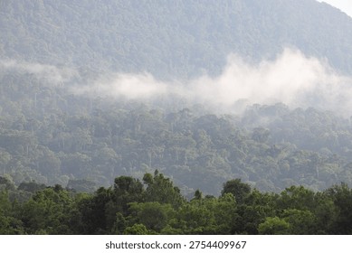 Immerse yourself in the tranquility of this lush tropical rainforest. As the morning mist gently blankets the rolling mountain ridges, nature reveals its quiet majesty. This breathtaking view captures the layers of vibrant greenery and the ethereal fog of the deep jungle—a perfect escape for those seeking peace, inspiration, or a glimpse into the heart of the wild
