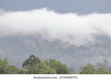 Immerse yourself in the tranquility of this lush tropical rainforest. As the morning mist gently blankets the rolling mountain ridges, nature reveals its quiet majesty. This breathtaking view captures the layers of vibrant greenery and the ethereal fog of the deep jungle—a perfect escape for those seeking peace, inspiration, or a glimpse into the heart of the wild