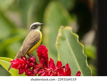 Immerse yourself in the vibrant world of the Great Kiskadee (Pitangus sulphuratus), a melodious bird adorned in striking yellow and brown. 