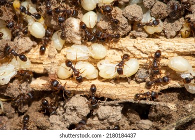 Immigrant Pavement Ants Protect Their Pupae.
