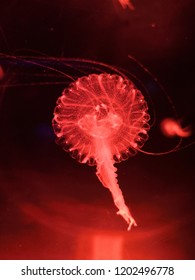 The Immortal Jellyfish 1