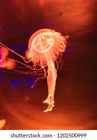 The Immortal Jellyfish 2