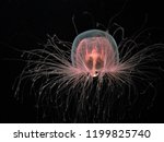 Immortal Jellyfish Isolated