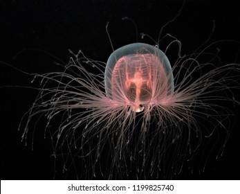 Immortal Jellyfish Isolated